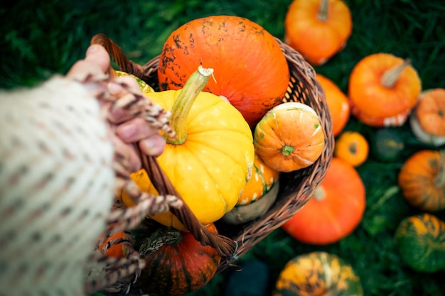 kobieta trzyma jesienne dynie dekoracyjne Święto Dziękczynienia lub koncepcja zbiorów świątecznych Halloween