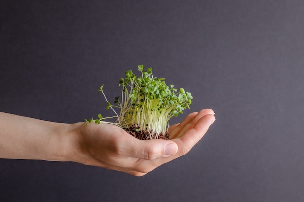 Kobieta trzyma kilka świeżych microgreens Koncepcja diety Wegetariańska zdrowa żywność