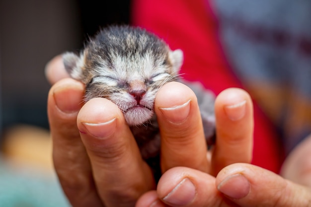 Kobieta trzyma na rękach małego bezbronnego kotka noworodka