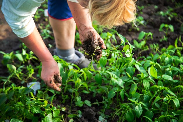 Kobieta Trzyma Sadzonki W Dłoniach. Selektywne Skupienie. Natura.