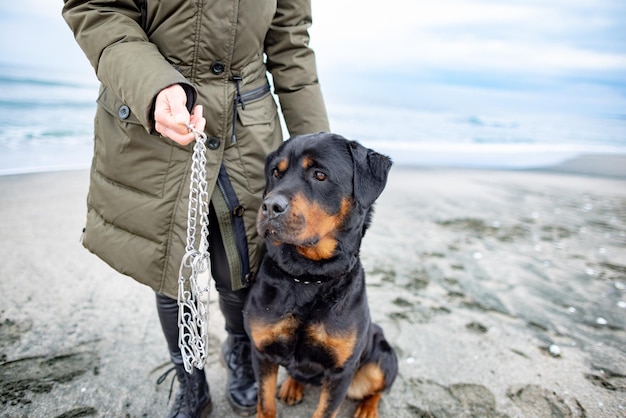Kobieta trzymająca i zakładająca obrożę dla psa rottweilera w chłodne dni