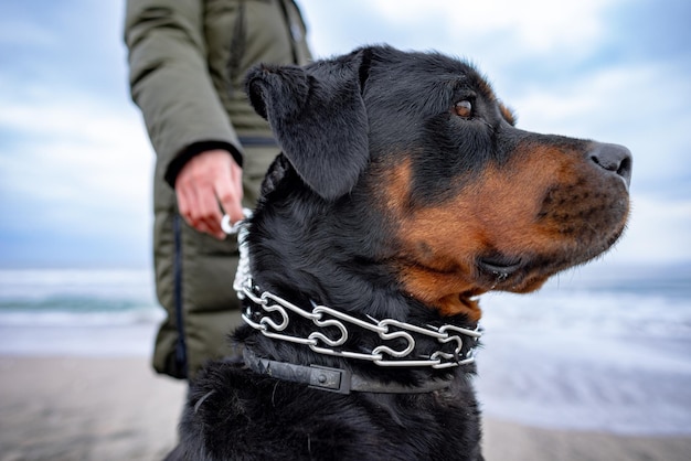 Kobieta Trzymająca I Zakładająca Obrożę Dla Psa Rottweilera W Chłodne Dni