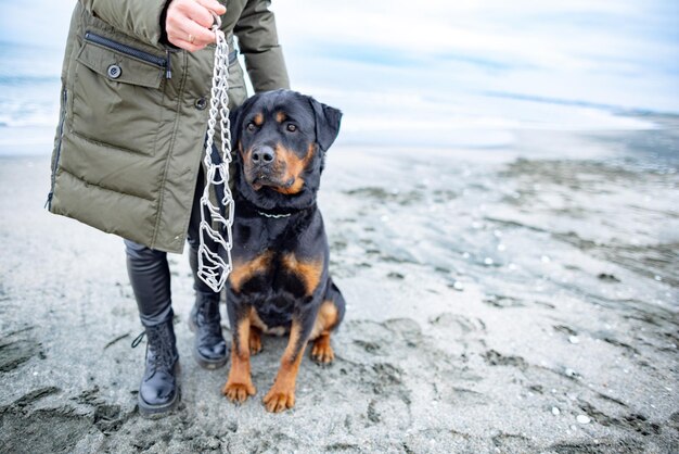 Kobieta trzymająca i zakładająca obrożę dla psa rottweilera w chłodne dni