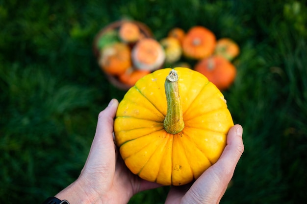 Kobieta trzymająca jesienne dekoracyjne dynie Święto Dziękczynienia lub Halloweenowa koncepcja zbiorów wakacyjnych