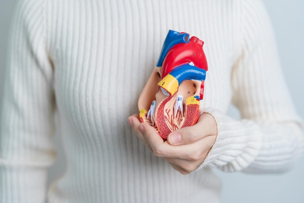 Kobieta trzymająca model ludzkiego serca Choroby sercowo-naczyniowe Miażdżyca Nadciśnienie Serce Zastawkowe serce Okno aortalno-płucne świat Dzień serca i koncepcja zdrowia