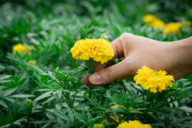 Kobieta trzymająca w ręku kwiaty marigold w ogrodzie kwiat z zielonymi liśćmi w tle