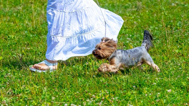 Kobieta w białej sukience na spacerze z psem rasy Yorkshire Terrier