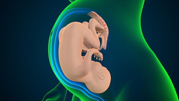 Kobieta w ciąży anatomiczny system 3D render