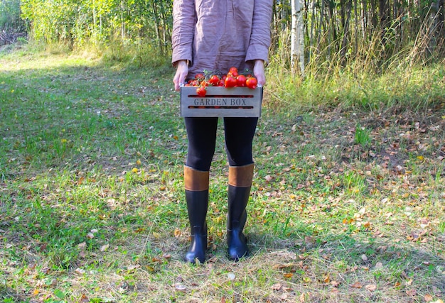 Kobieta w kaloszach niesie w lesie zbiory dojrzałych pomidorów w drewnianym pudełku