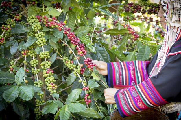 Zdjęcie kobieta w miejscowym zrywania ziarnie dojrzała kawa w ogródzie