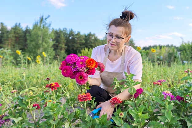 Kobieta w średnim wieku z sekatorem wycina bukiet kwiatów cynia