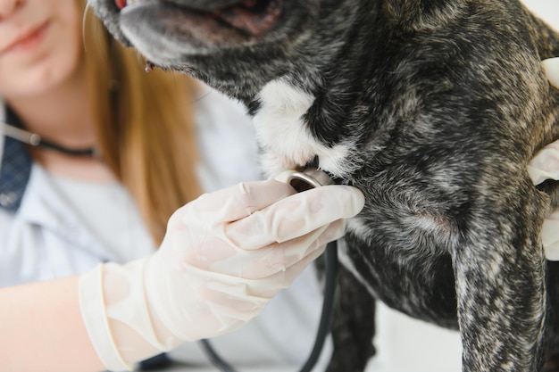 Kobieta weterynarii bada psa i pieści ją Szpital opieki zdrowotnej dla zwierząt z profesjonalną pomocą dla zwierząt domowych