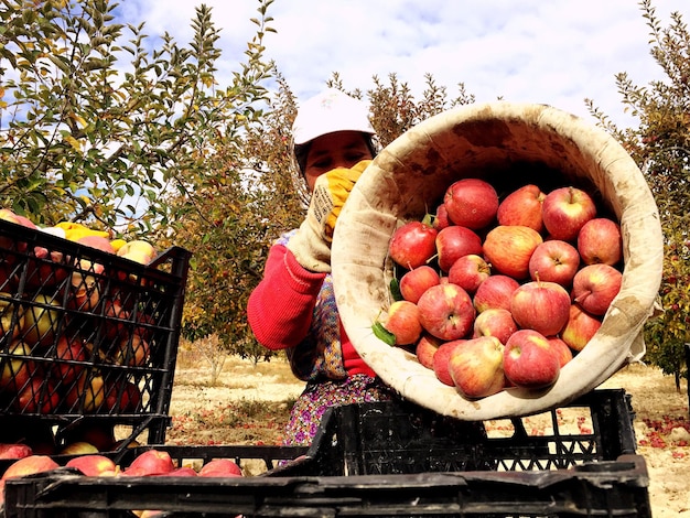 Zdjęcie kobieta wylewa jabłka z kosza do skrzynki na farmie