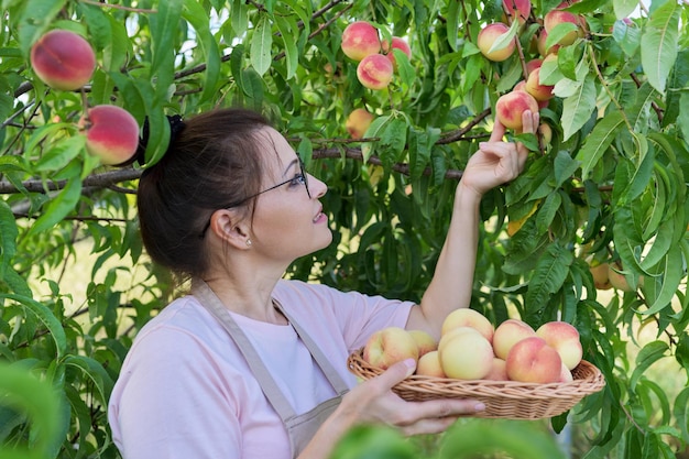 Kobieta z koszem świeżych brzoskwiń w sadzie, zbiory brzoskwiń na farmie, naturalna żywność ekologiczna