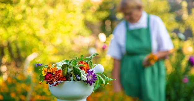 Kobieta zbiera lecznicze zioła i kwiaty. Selektywne skupienie.