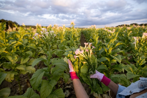 Kobieta zbiera liście tytoniu na plantacji