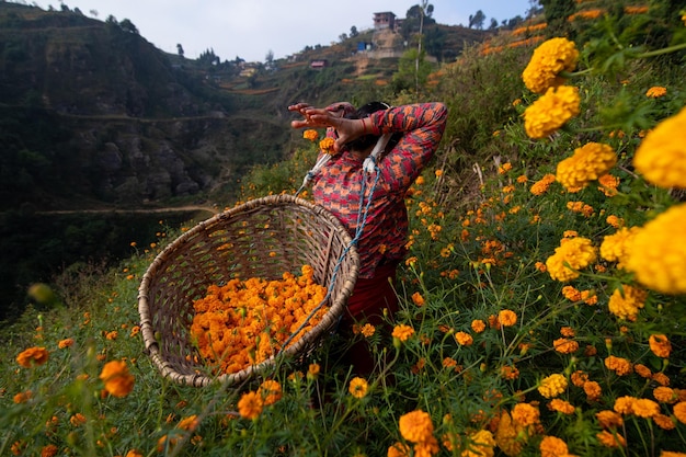 Kobieta Zbiera Nagietki Na Polu W Nepalu.