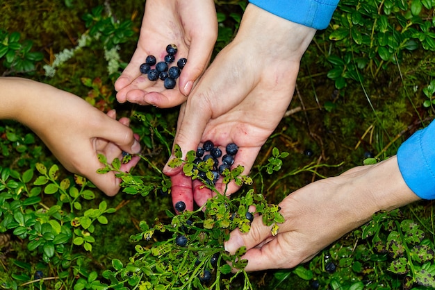 kobieta zbiera organiczne jagody w lesie. kobiece ręce zbierają jagody w letnim lesie. Ręce kobiet poplamione jagodami.