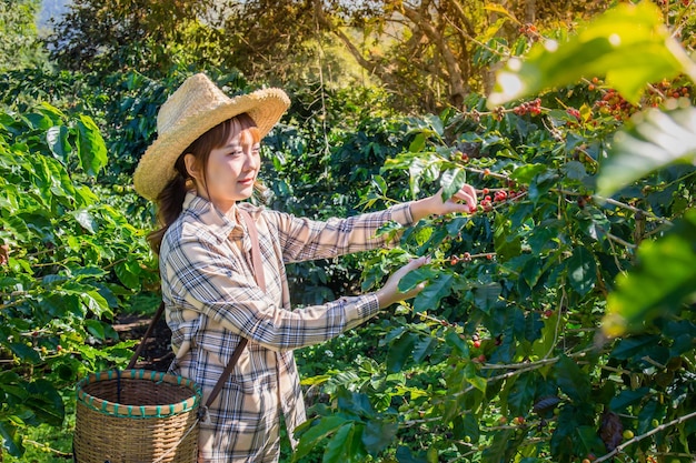 Zdjęcie kobieta zbiera świeżą kawę z drzewa na plantacji koszyków w doi chang chiang rai w tajlandii