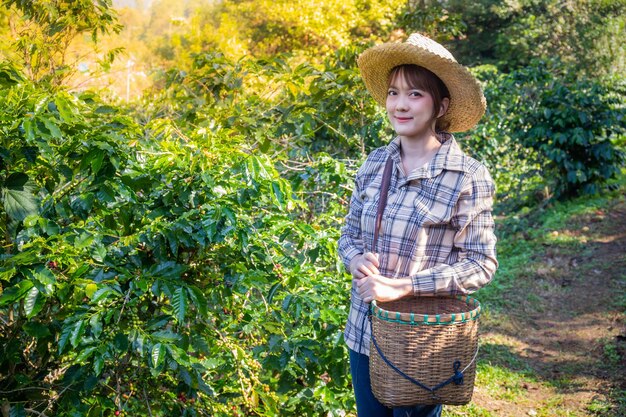 Kobieta Zbiera świeżą Kawę Z Drzewa Na Plantacji Koszyków W Doi Chang Chiang Rai W Tajlandii