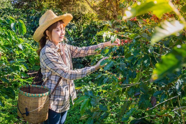 Zdjęcie kobieta zbiera świeżą kawę z drzewa na plantacji koszyków w doi chang chiang rai w tajlandii