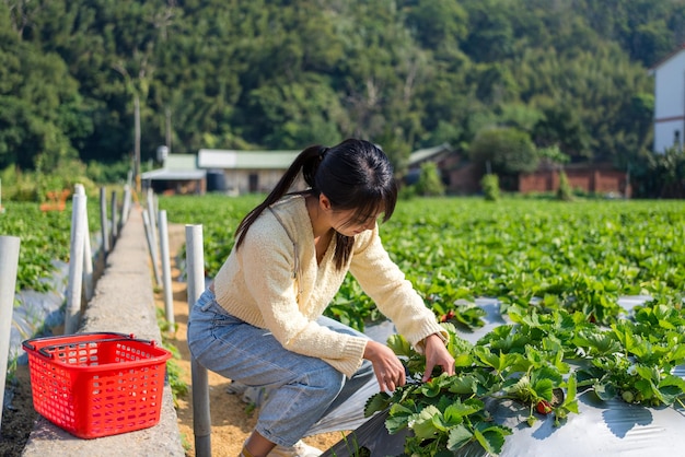 Kobieta zbiera truskawki na ekologicznej farmie truskawkowej