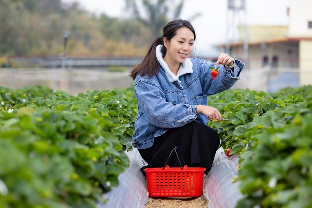 Kobieta zbiera truskawki na farmie