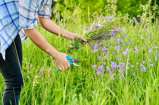 Kobieta zbierająca dzwonki polne kwiaty na wiosennej letniej łące trawy