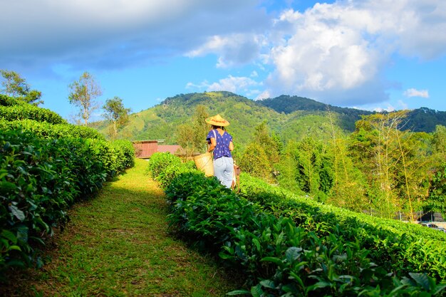 Kobieta zbierająca liście herbaty na plantacji herbaty w tajlandii