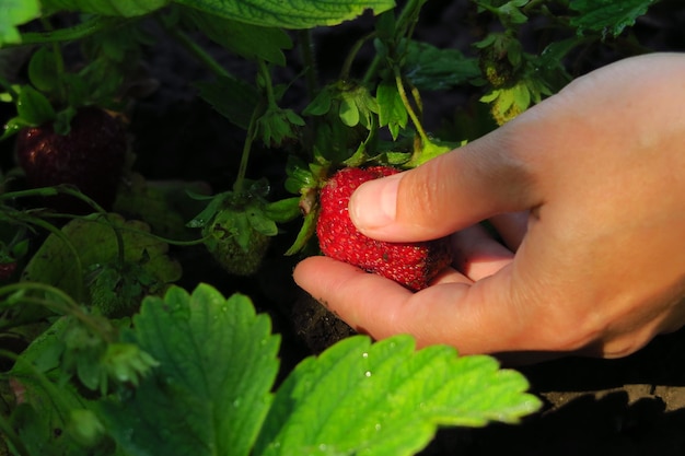 kobieta zbierająca truskawki na farmie truskawek