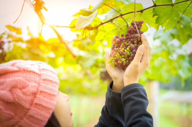 Zdjęcie kobieta zbierająca winogrona z winorośli