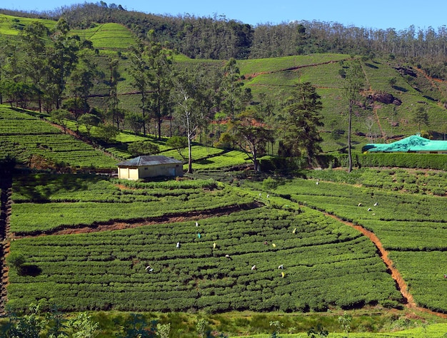 Kobiety na Sri Lance zbierały liście herbaty