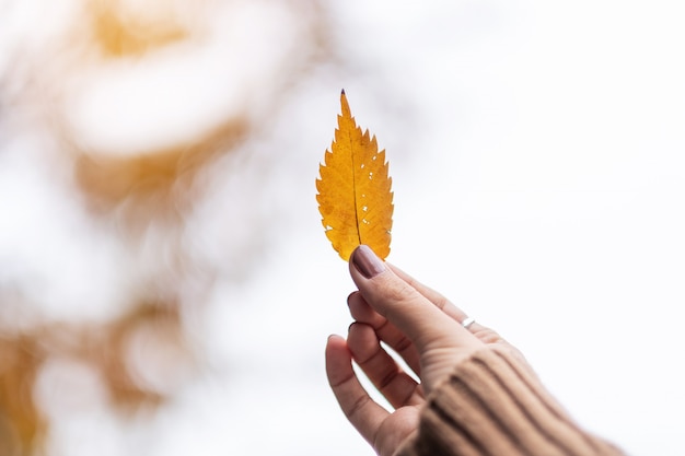 Kobiety ręki mienia koloru żółci jesień liście z kopii przestrzenią