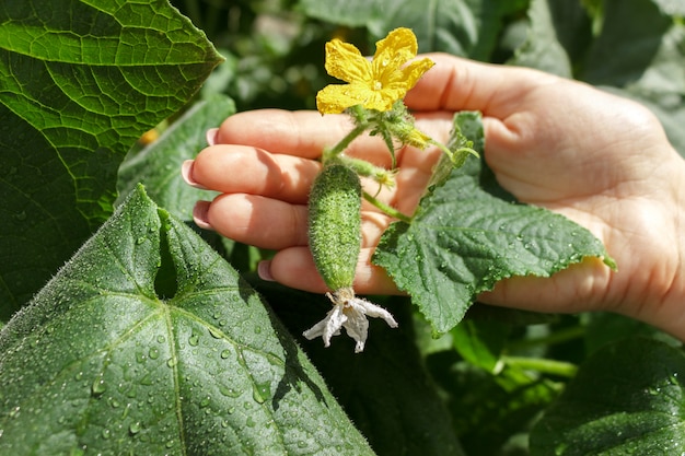 Kobiety rolnika ręki sprawdzają ogórek na organicznie gospodarstwie rolnym po deszczu