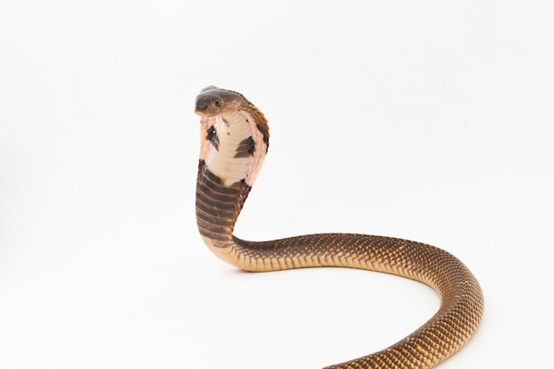 Zdjęcie kobra równikowa plucie lub wąż kobra złota plucie naja sumatrana na białym tle