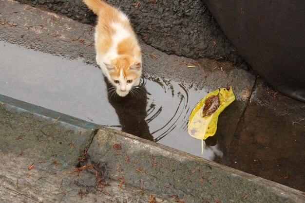 Zdjęcie kociak bawiący się wodą na drodze