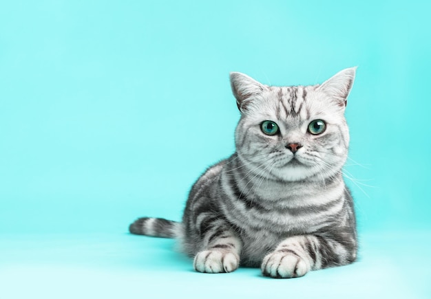 Kociak brytyjski krótkowłosy srebrny pręgowany kot portret czystej krwi