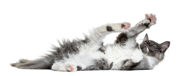 Kociak Maine Coon leżący i bawiący się przed białą ścianą