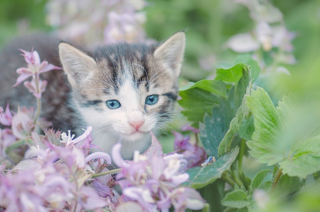 Kociak w ogródzie z kwiatami na tle