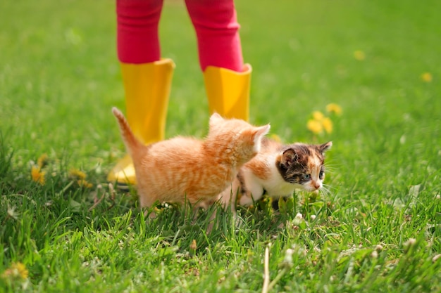 Kocięta spacerują po trawniku obok dziewczynki w żółtych gumiakach