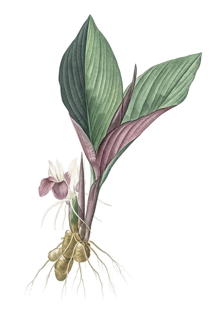 Zdjęcie koemferia longa png naklejka vintage ilustracja botaniczna przezroczyste tło