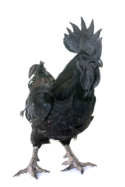 kogut ayam cemani