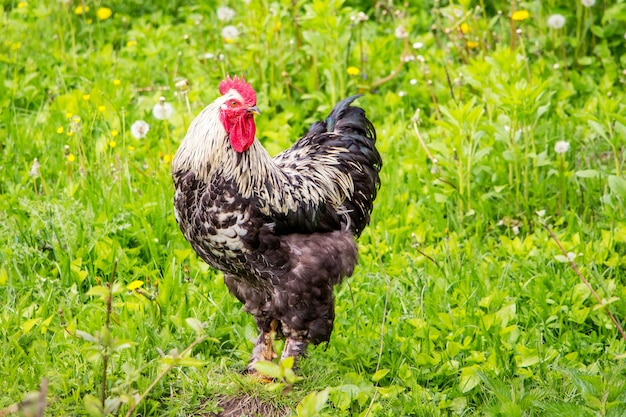 Kogut z czarno-białymi piórami wśród zielonej trawy