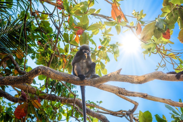 Koh Phaluai Mu Ko Ang Thong Park Narodowy Zatoka Tajlandzka Si