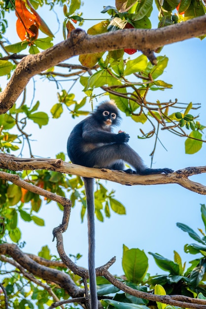 Koh Phaluai Mu Ko Ang Thong Park Narodowy Zatoka Tajlandzka Si