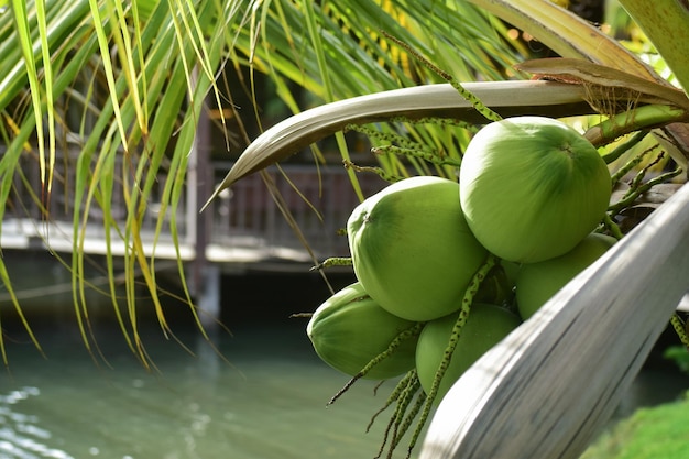 Kokos na kokosowym drzewie