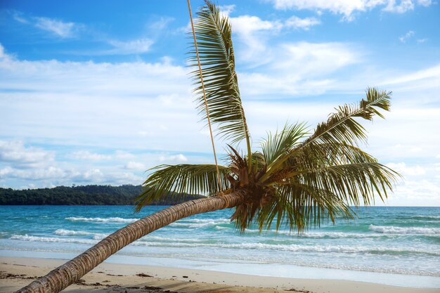 Kokosowe drzewo na plaży.