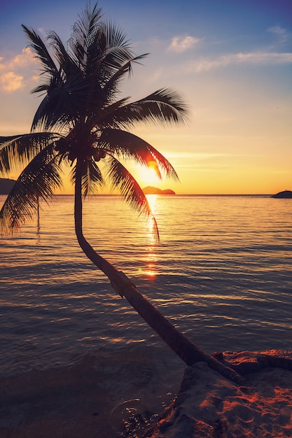 Zdjęcie kokosowe drzewo na tropikalnym wybrzeżu nad morzem o zachodzie słońca, wykonane z vintage tones, ciepłe odcienie