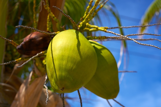 Kokosowe owoc wiesza od drzewka palmowego