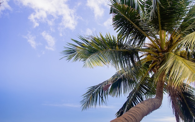 Kokosowe palmy z niebieskim niebem